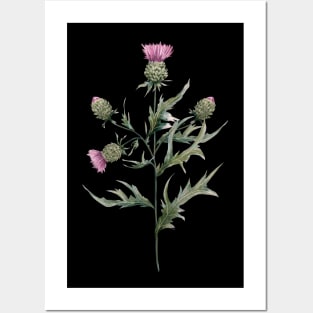 Milk thistle Posters and Art